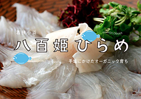 新商品 八百姫ひらめ 期間限定 発売記念価格で販売中 喜んでいただく喜び 若狭小浜 丸海